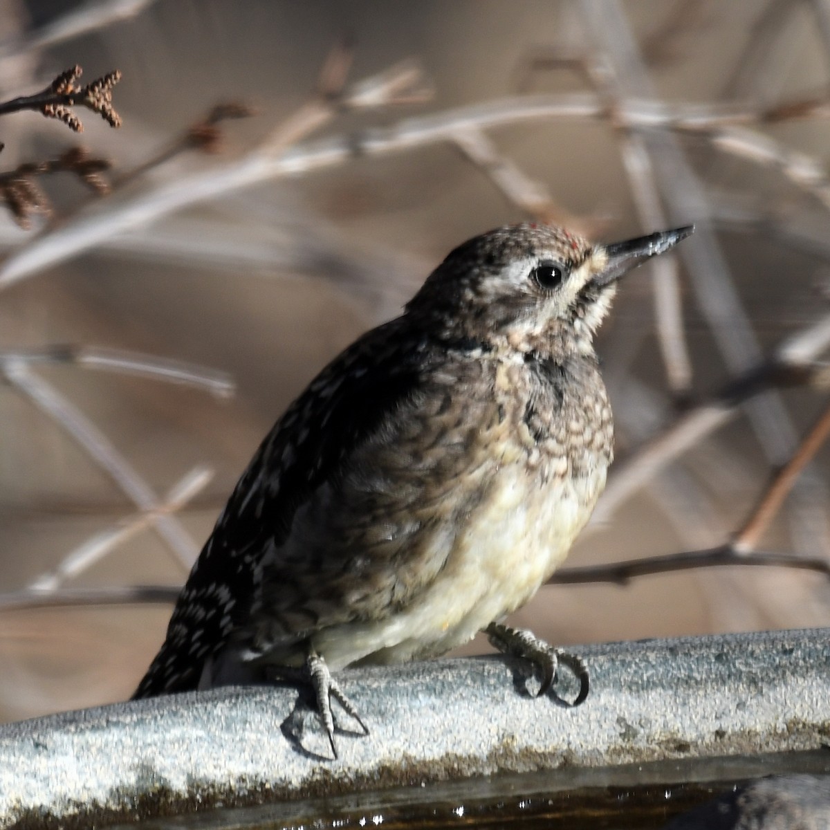 Yellow-bellied Sapsucker - ML628731139