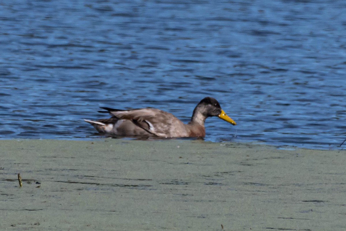 Mallard - ML628731152