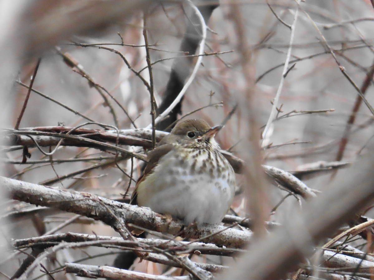 Hermit Thrush - ML628731163