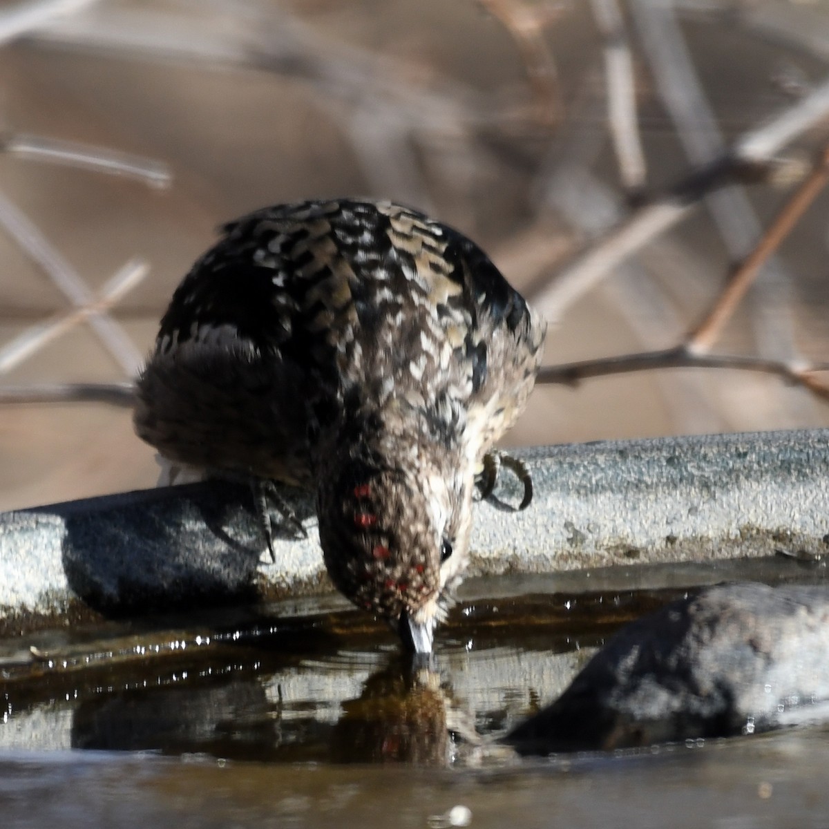 Yellow-bellied Sapsucker - ML628731175