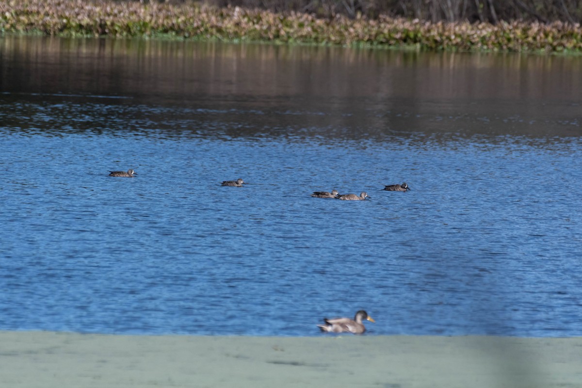 Blue-winged Teal - ML628731196