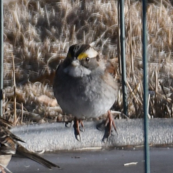 White-throated Sparrow - ML628731222