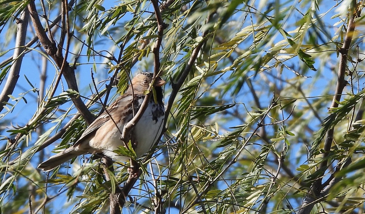 Harris's Sparrow - ML628731360