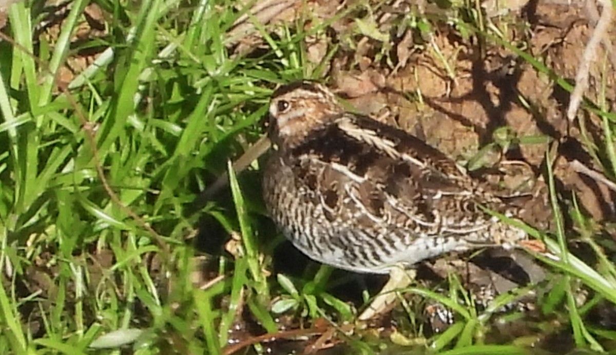 Wilson's Snipe - ML628731378