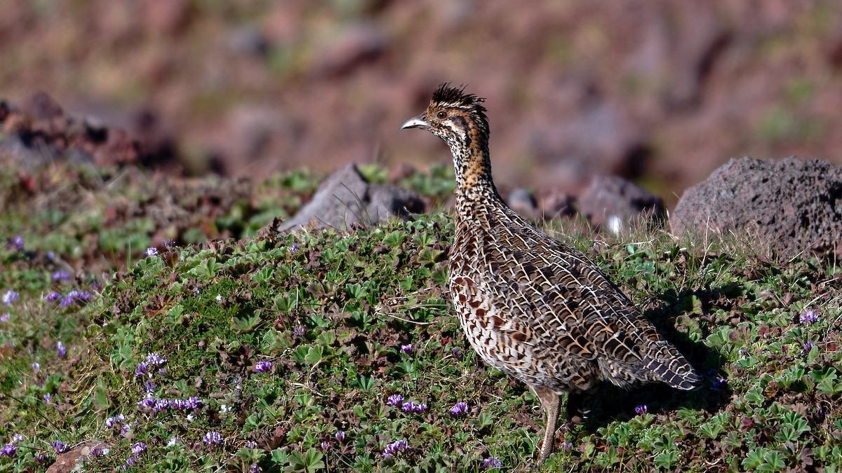 Moorland Francolin - ML628731551