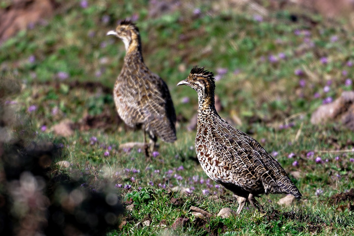 Moorland Francolin - ML628731558