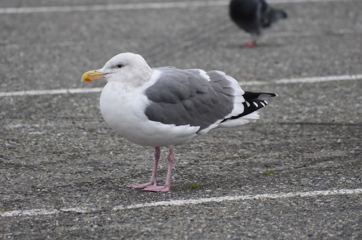 Western Gull - ML628731776