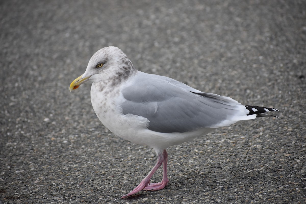 American Herring Gull - ML628731783