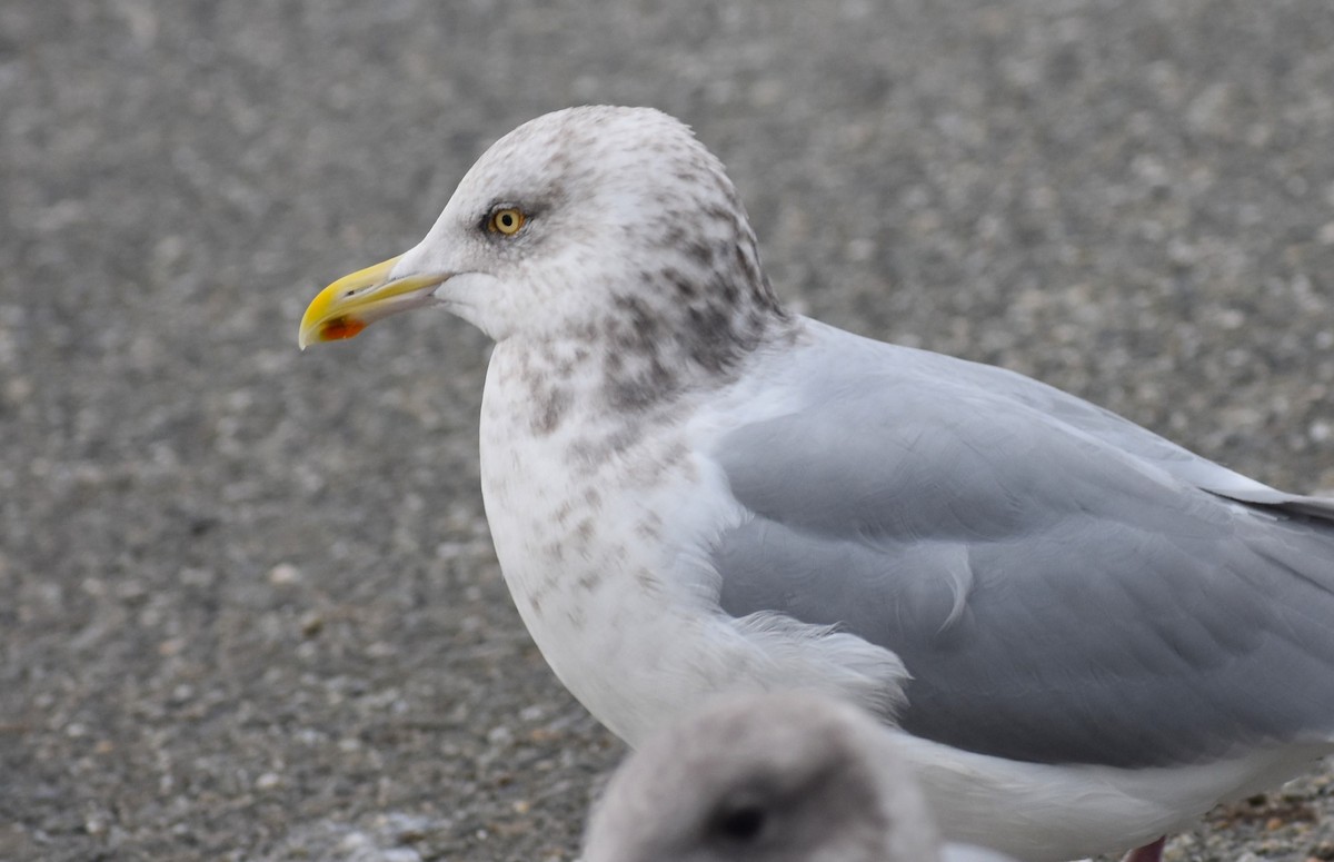 American Herring Gull - ML628731795