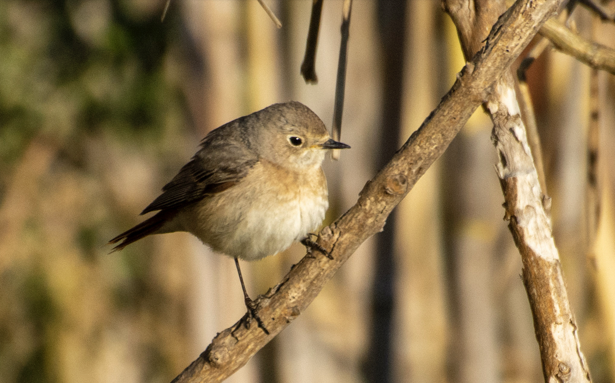 Common Redstart - ML628731797