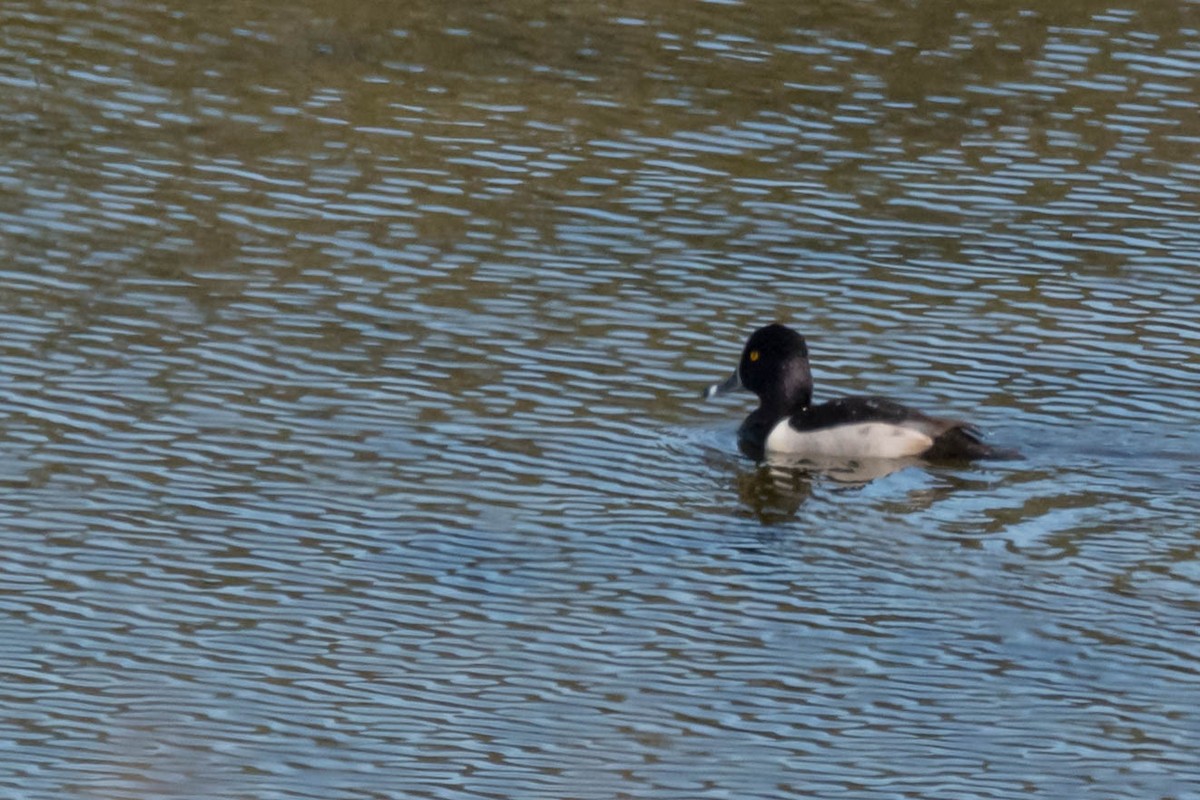 Ring-necked Duck - ML628731799