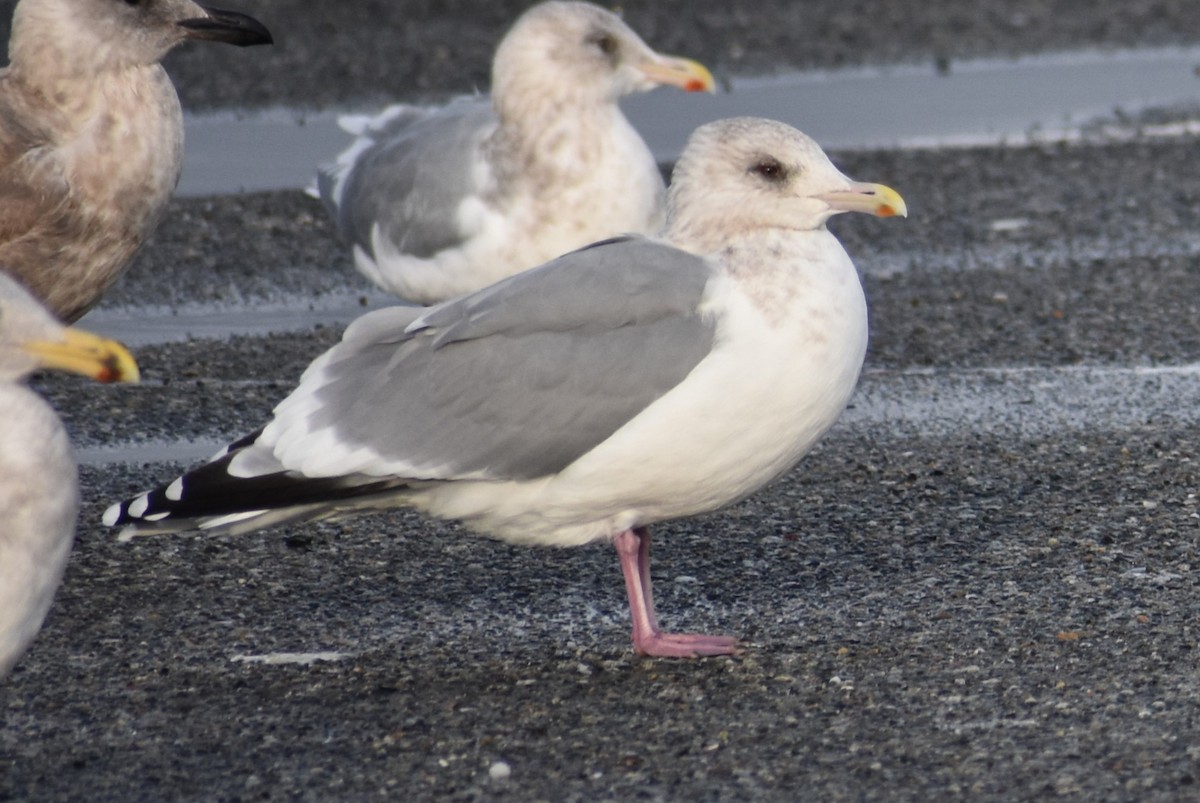 Iceland Gull - ML628731809