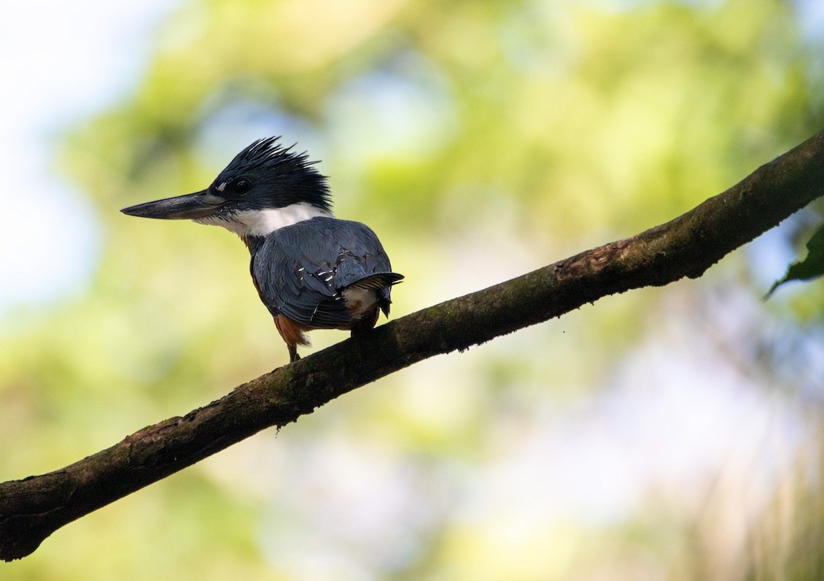 Ringed Kingfisher - ML628731869