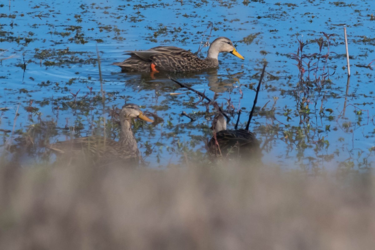 Mottled Duck - ML628731870