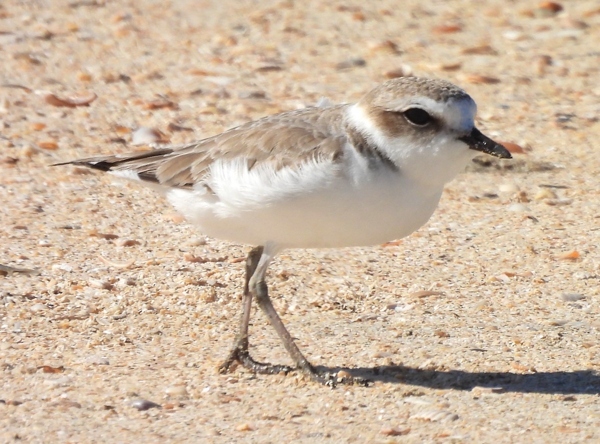 Snowy Plover - ML628731947