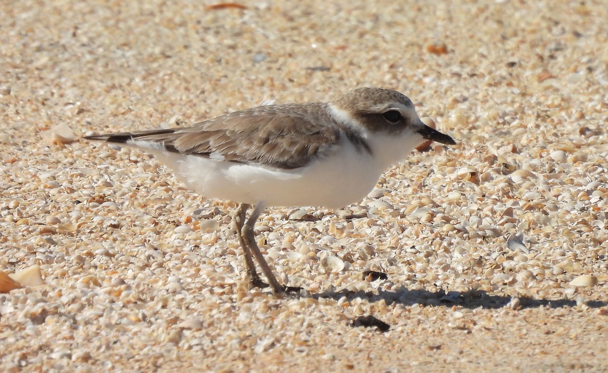 Snowy Plover - ML628731948