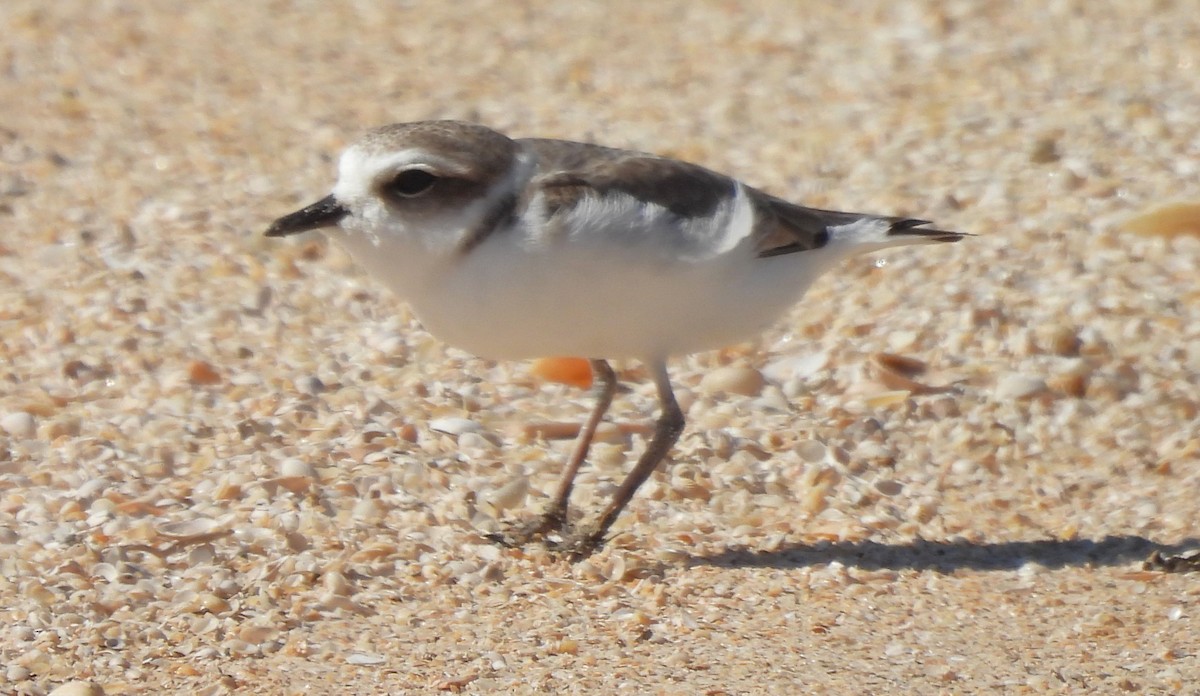 Snowy Plover - ML628731949