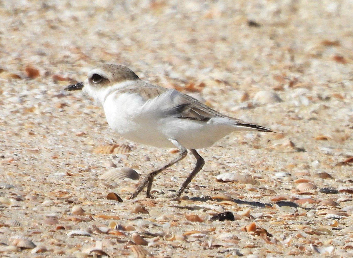 Snowy Plover - ML628731950