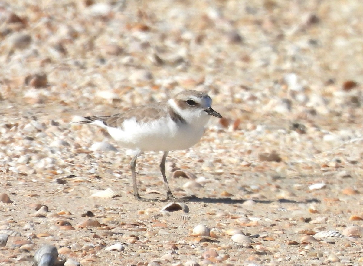 Snowy Plover - ML628731951