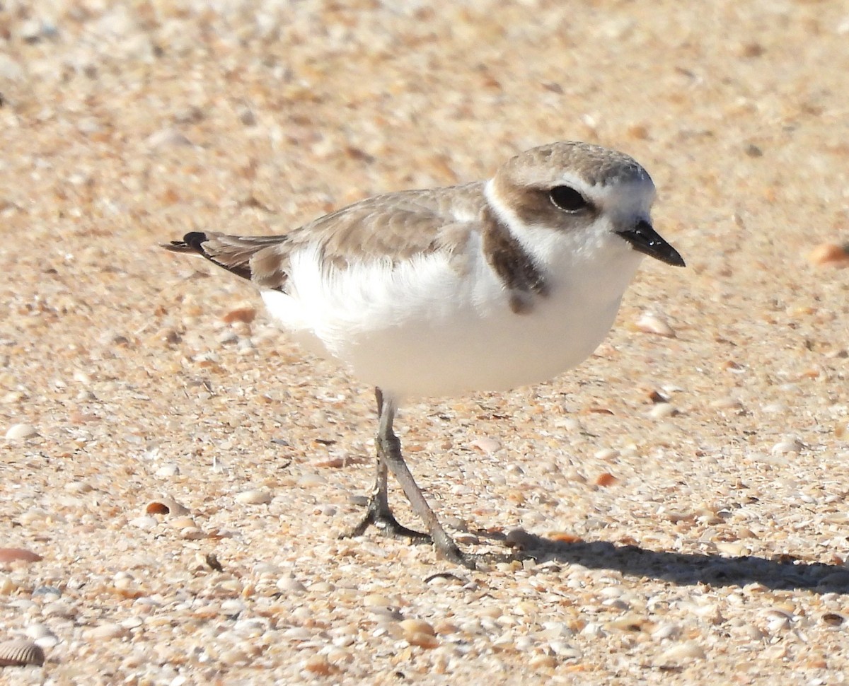 Snowy Plover - ML628731952