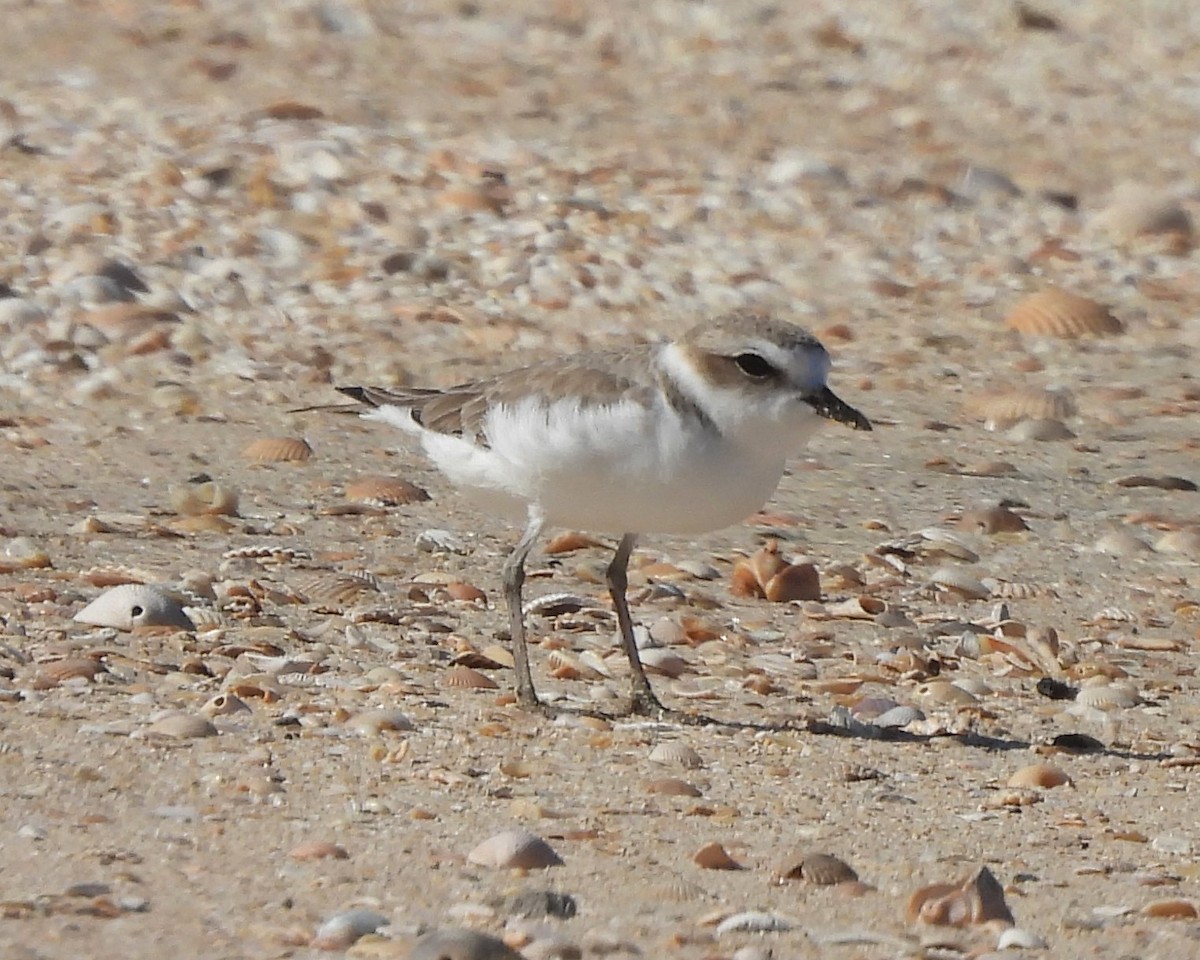 Snowy Plover - ML628731953