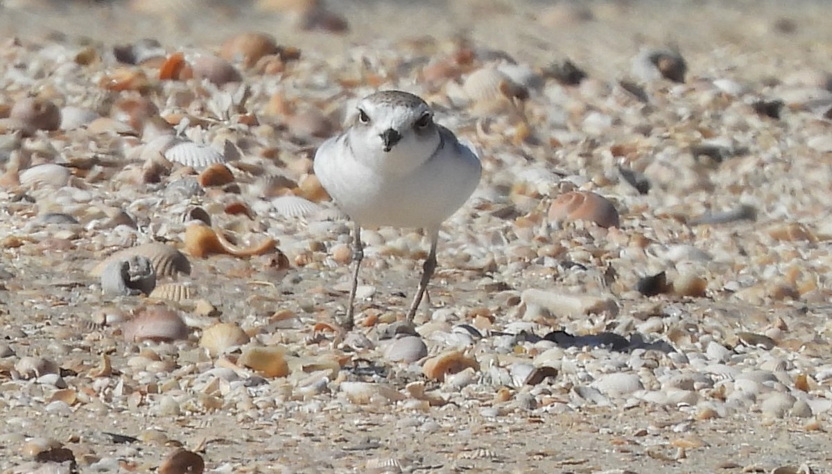 Snowy Plover - ML628731955