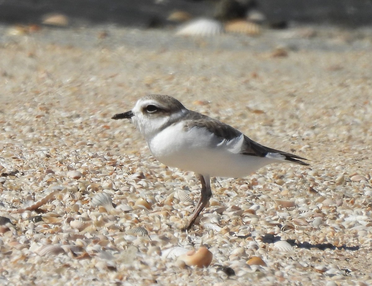 Snowy Plover - ML628731956