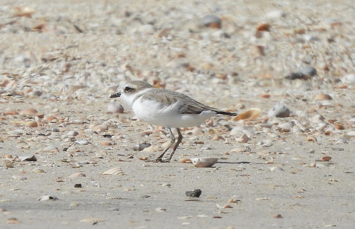 Snowy Plover - ML628731958