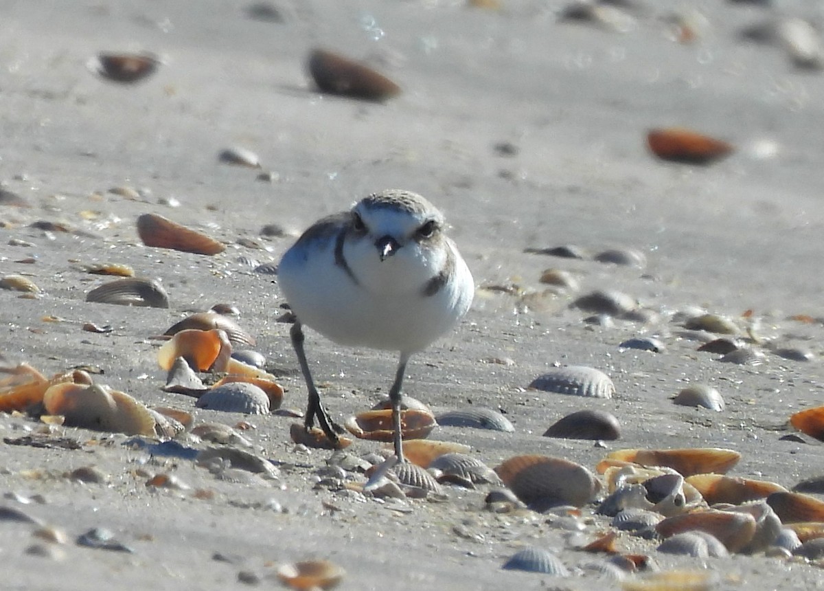 Snowy Plover - ML628731960