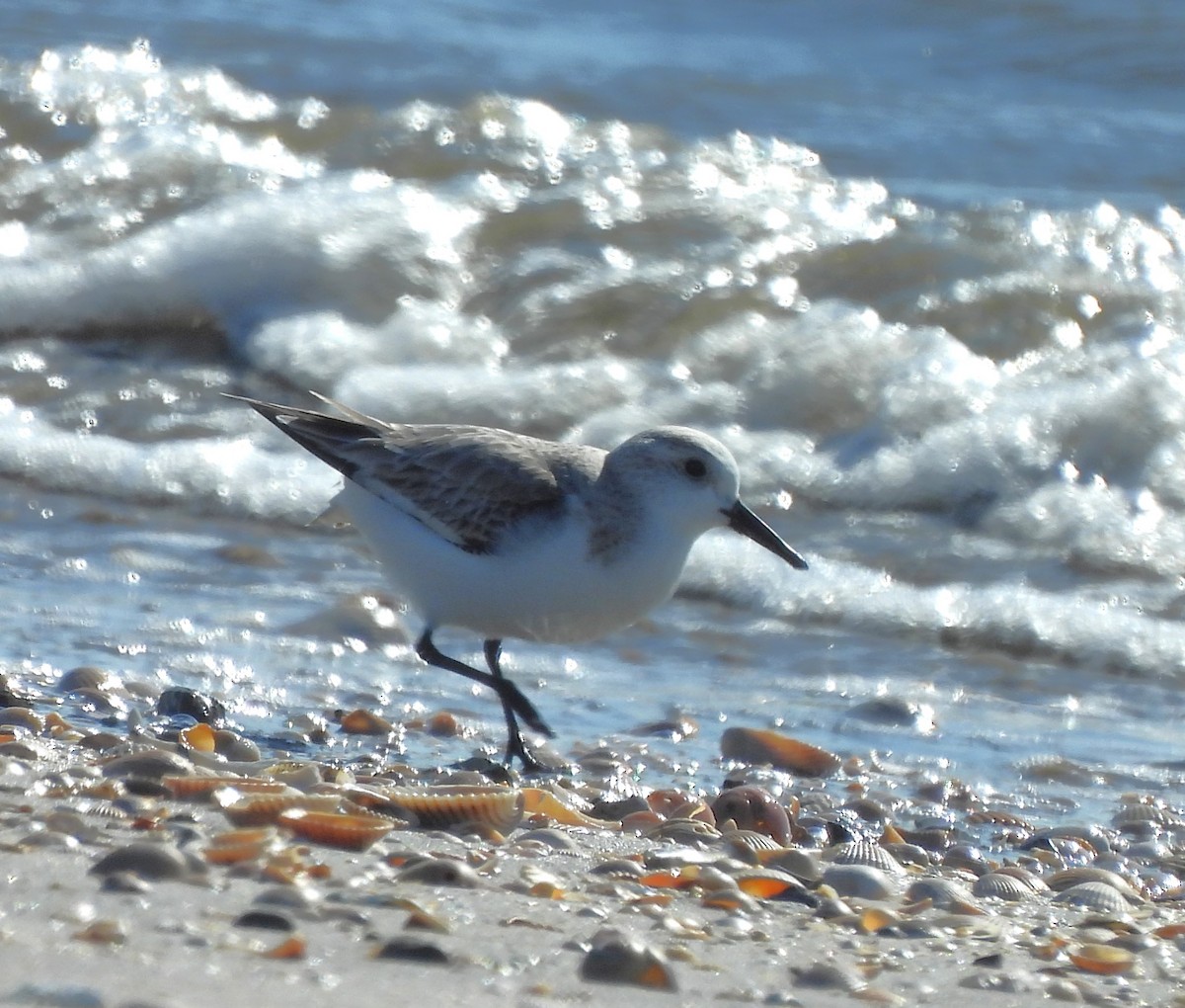 Sanderling - ML628731969