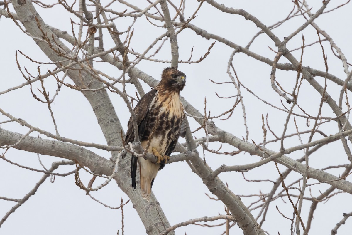 Red-tailed Hawk (abieticola) - ML628732027