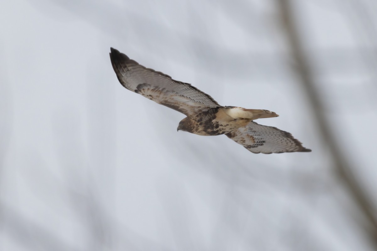 Red-tailed Hawk (abieticola) - ML628732030