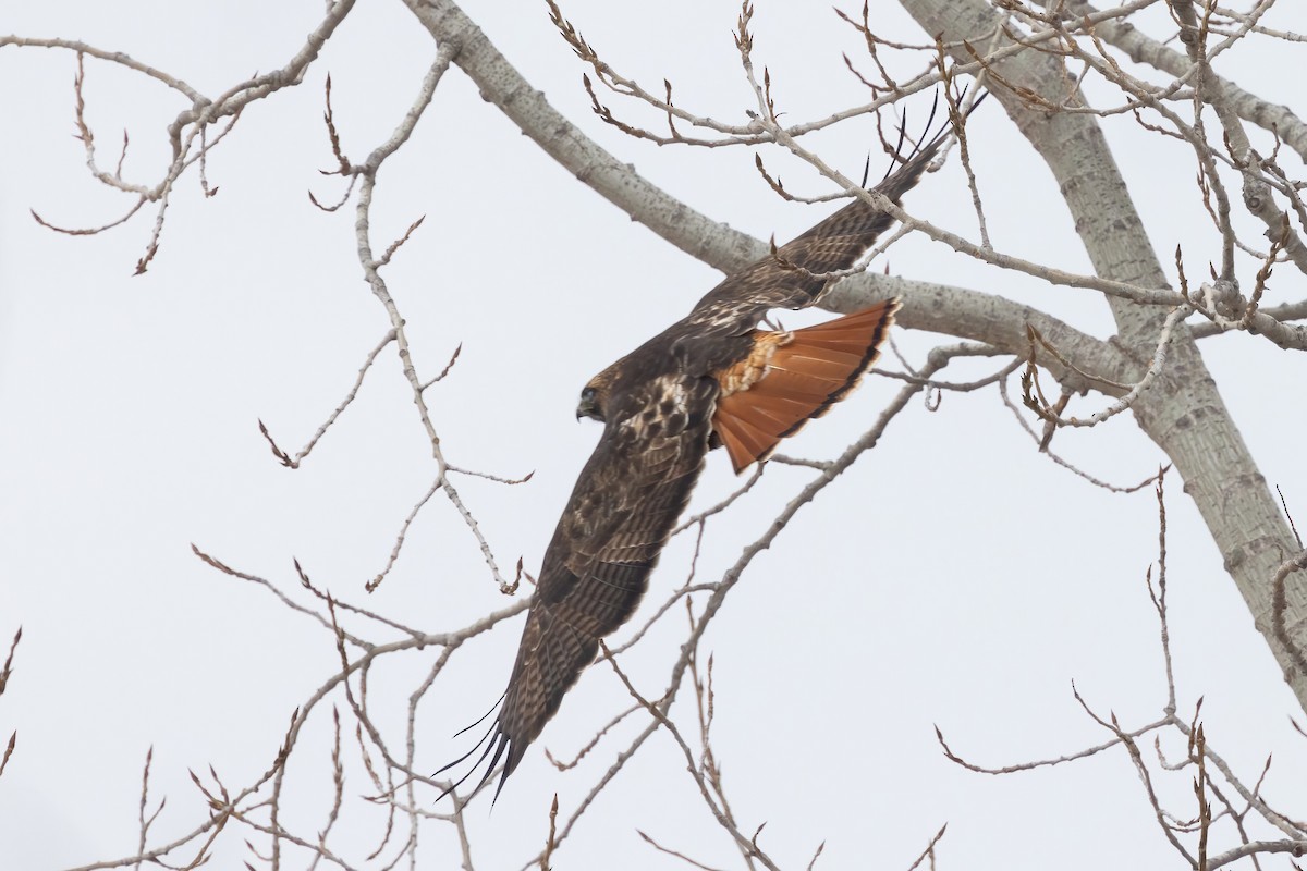 Red-tailed Hawk (abieticola) - ML628732031