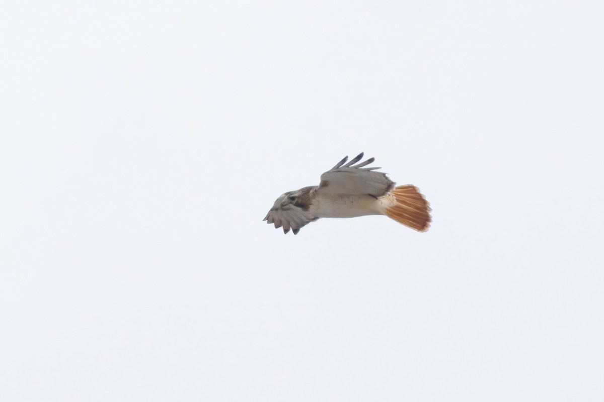 Red-tailed Hawk (borealis) - ML628732050