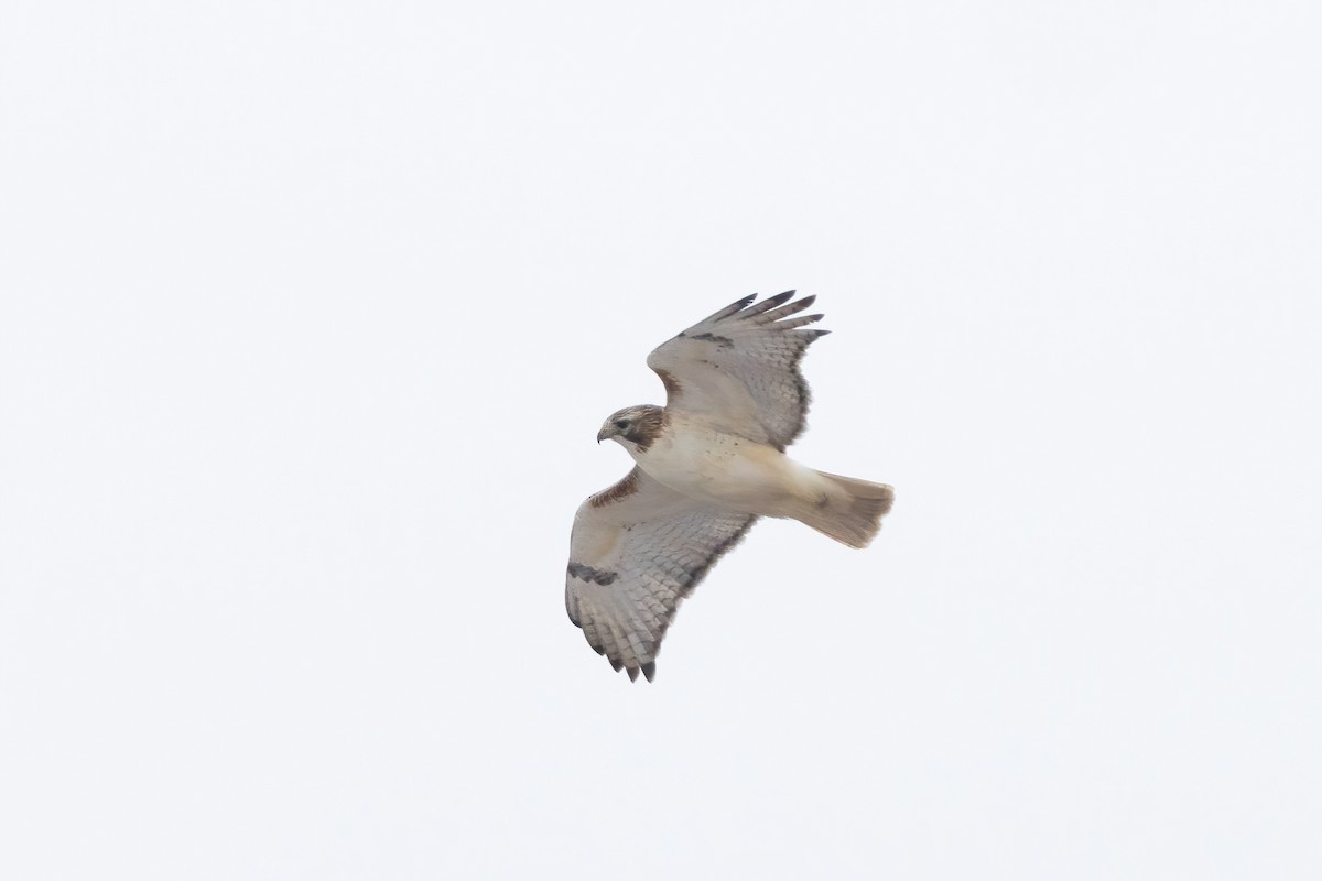 Red-tailed Hawk (borealis) - ML628732051