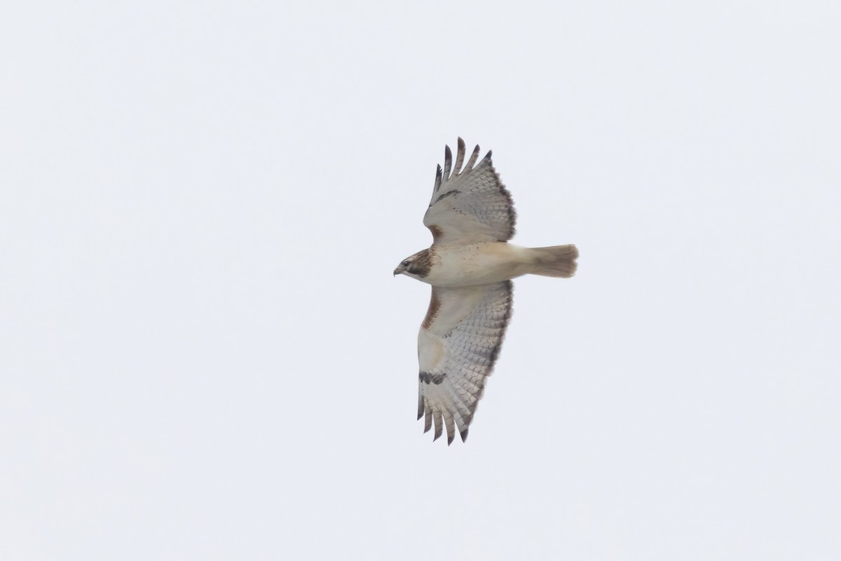 Red-tailed Hawk (borealis) - ML628732052