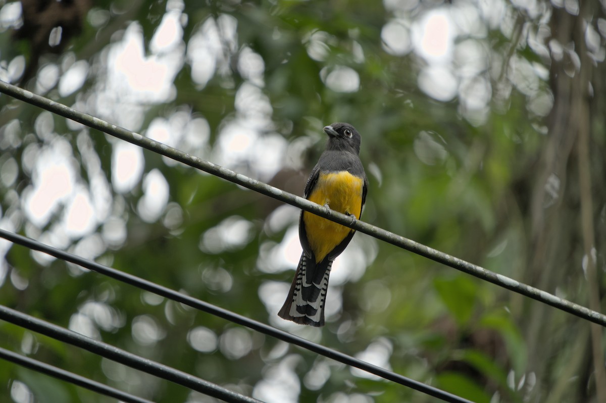 Mor Trogon - ML628732064