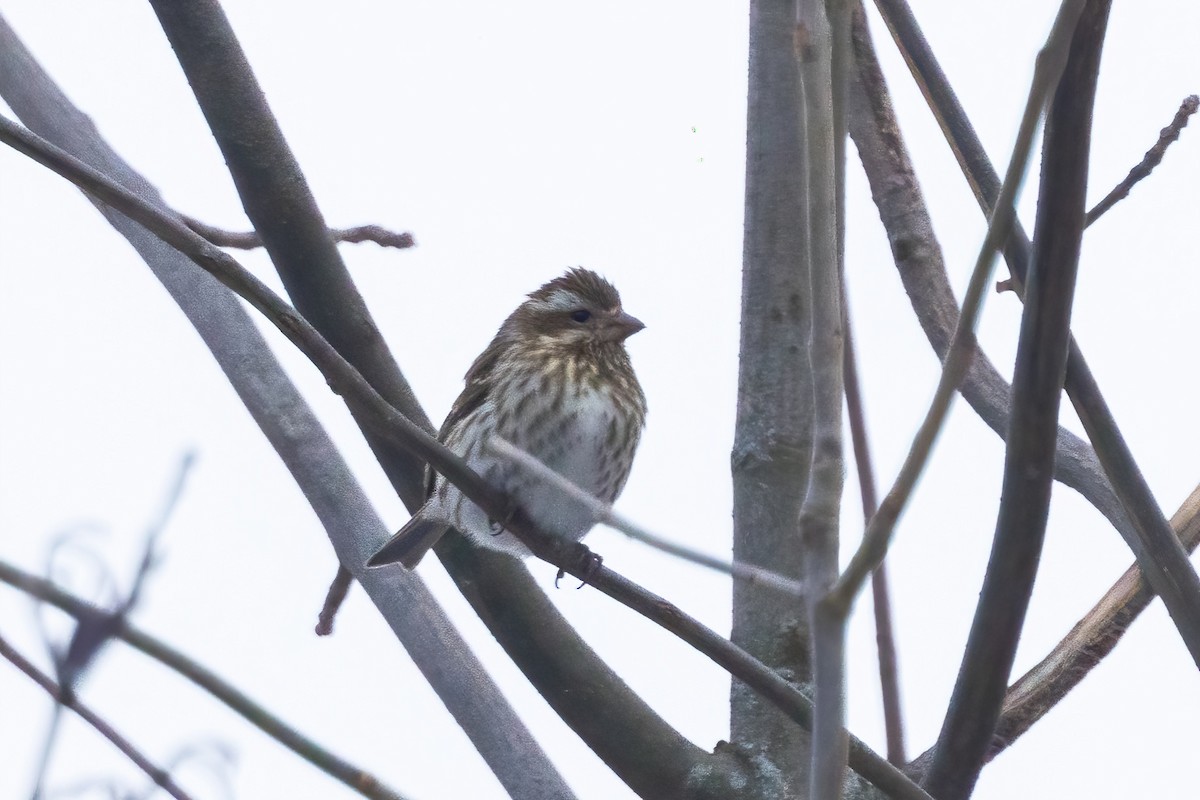 Purple Finch - ML628732083