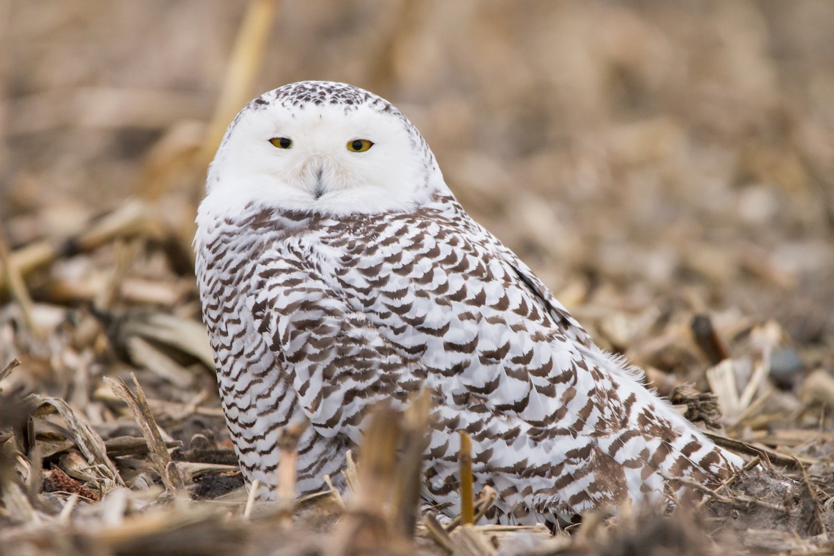 Snowy Owl - ML628732096