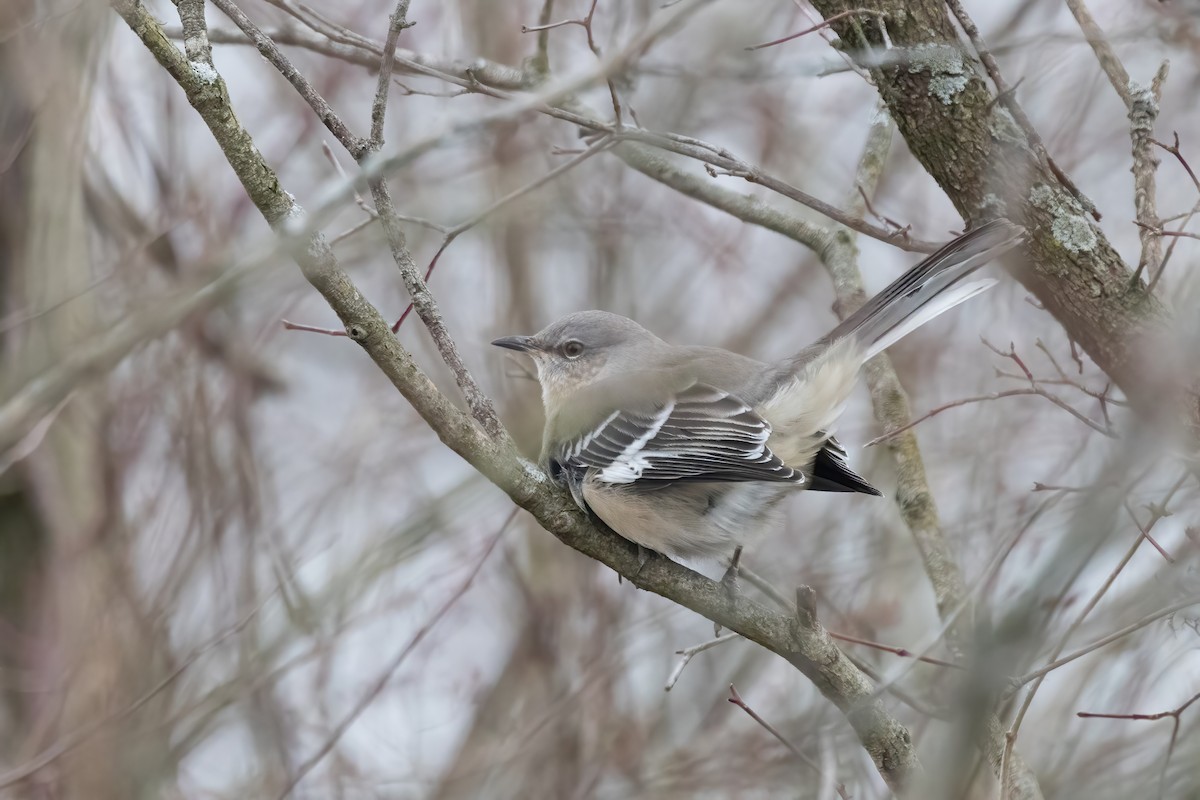 Northern Mockingbird - ML628732104