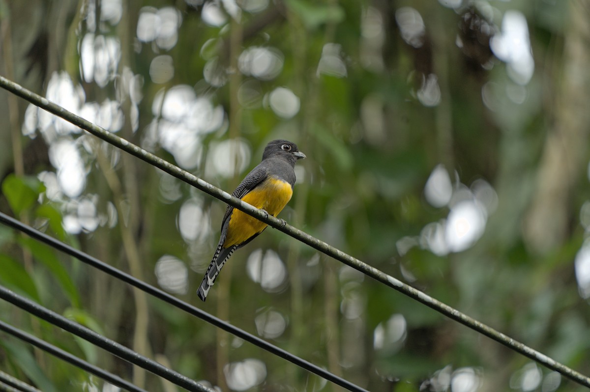 Mor Trogon - ML628732312