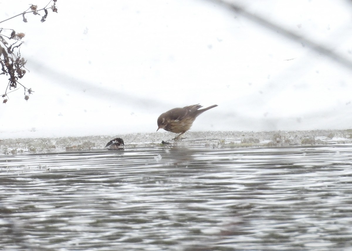 American Pipit - ML628732372