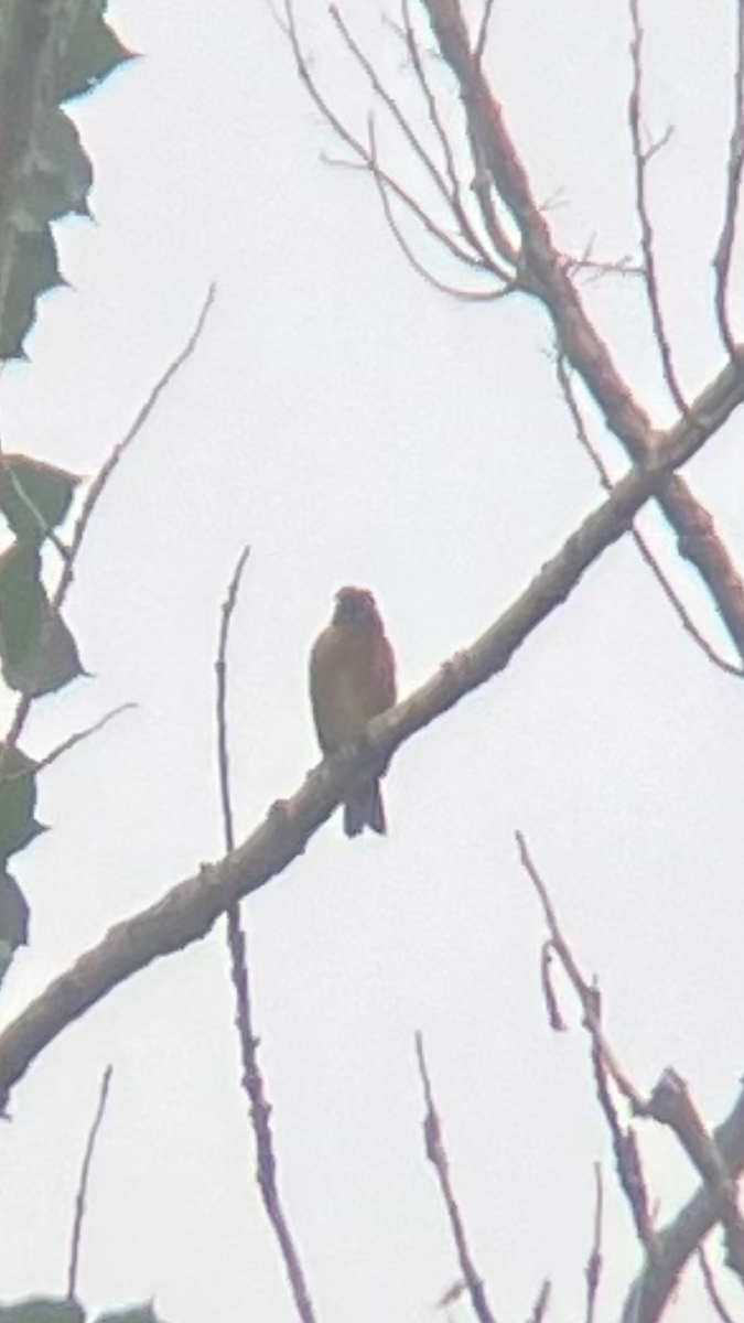 Black-headed Grosbeak - ML628732375