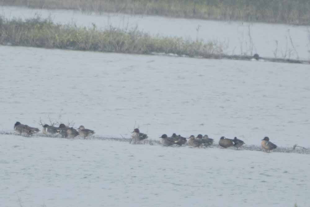Blue-winged Teal - ML628732520