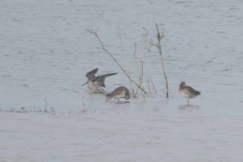 Short-billed Dowitcher - ML628732546