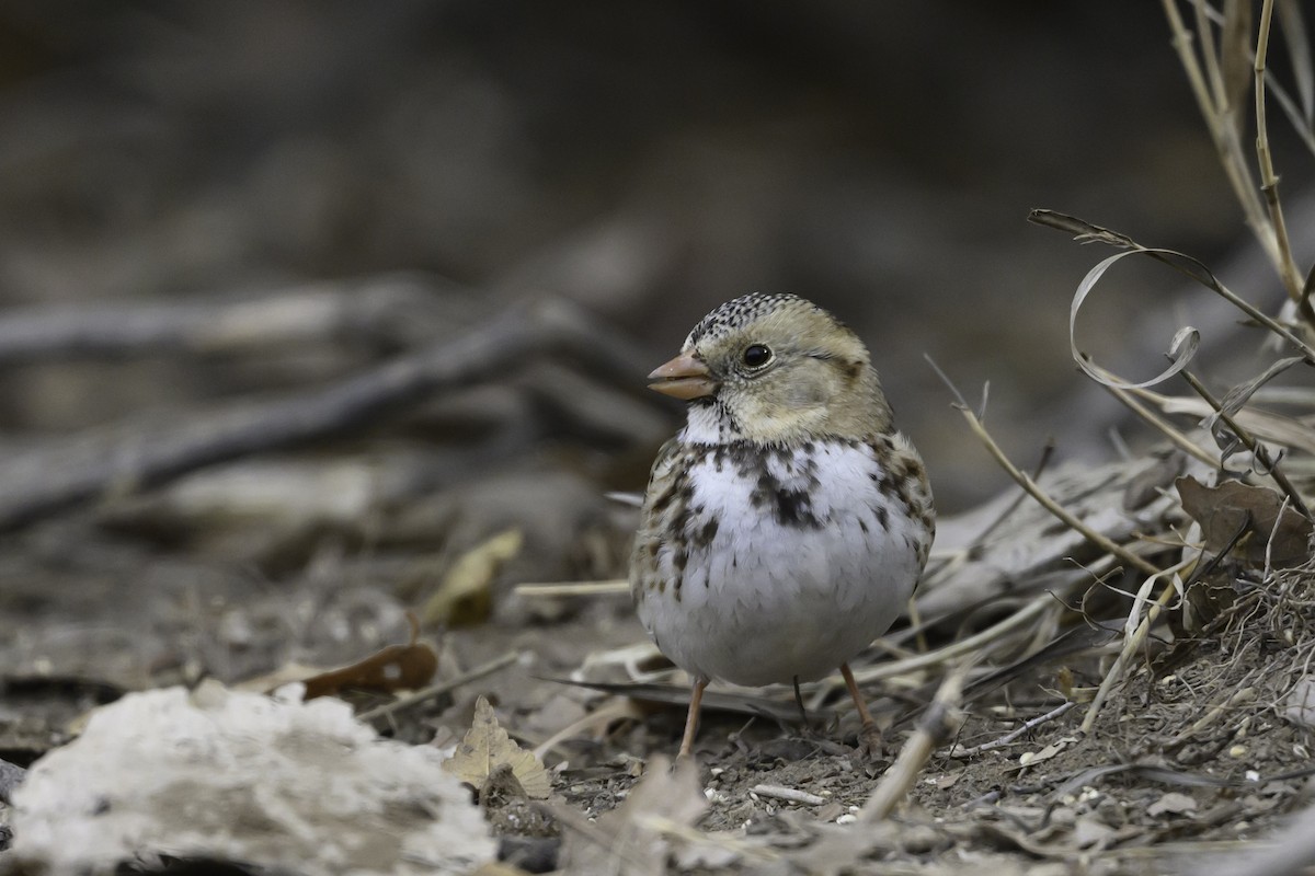 Harris's Sparrow - ML628732552