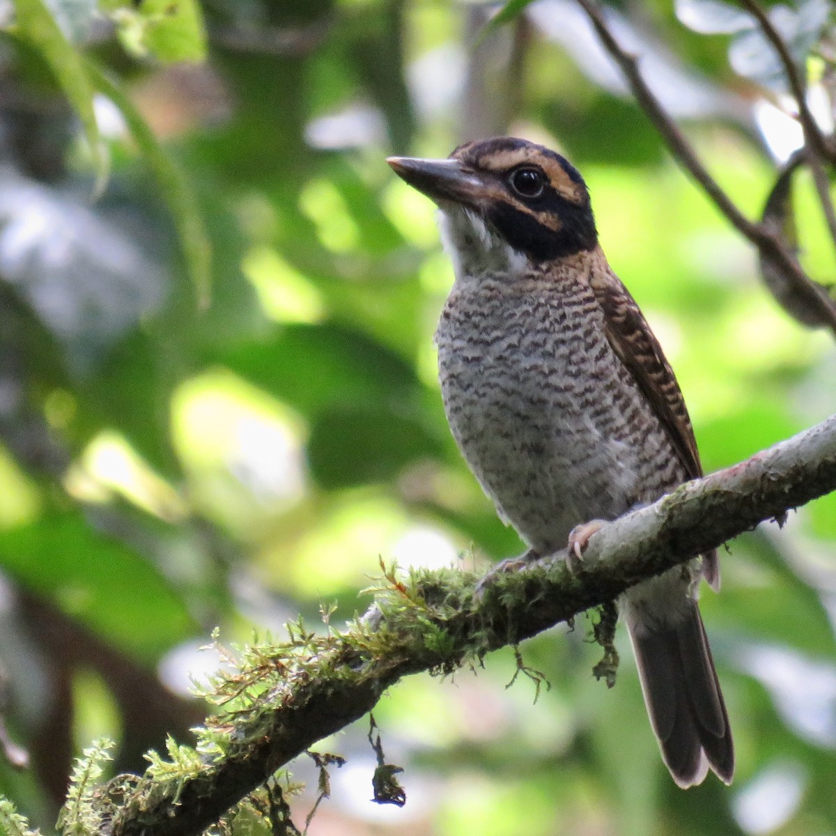 Scaly-breasted Kingfisher - ML628732583