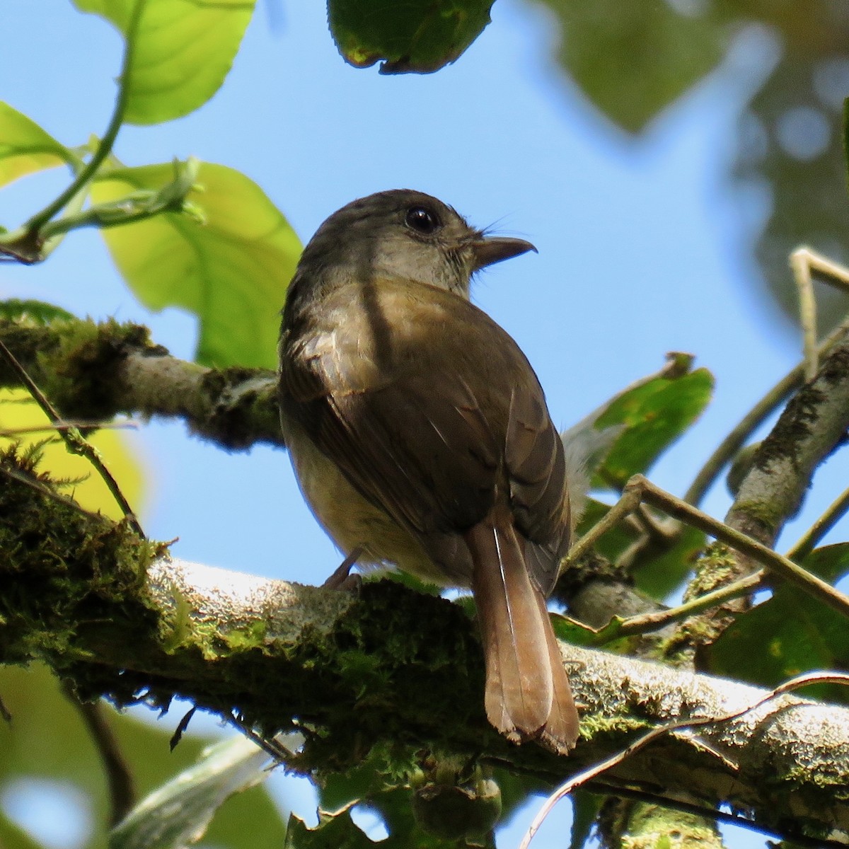 Sulawesi Babbler - ML628732603