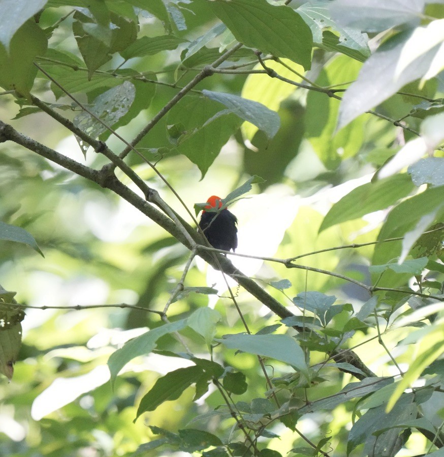 Red-capped Manakin - ML628732663