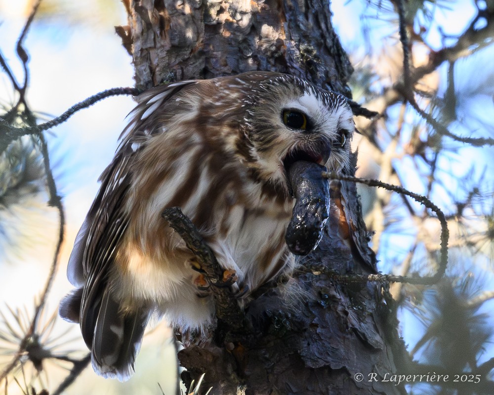 Northern Saw-whet Owl - ML628732712